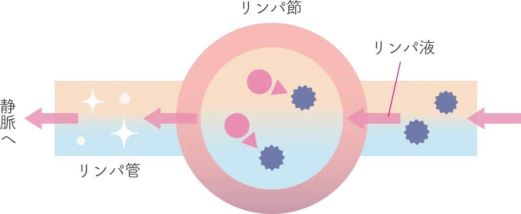 リンパの図